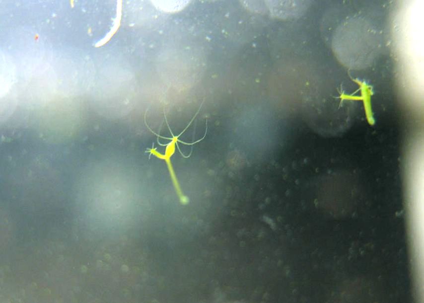 Кракен даркнет тор